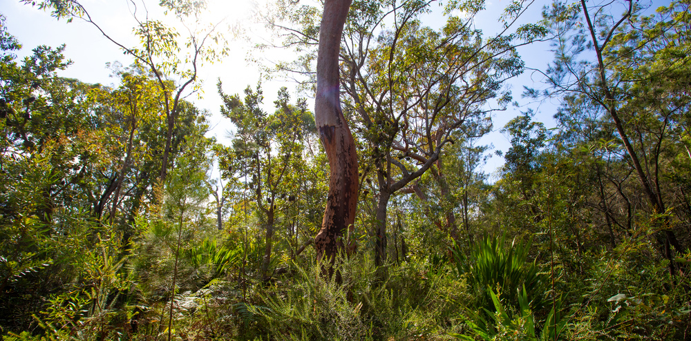 Helensburgh's stunning bushland