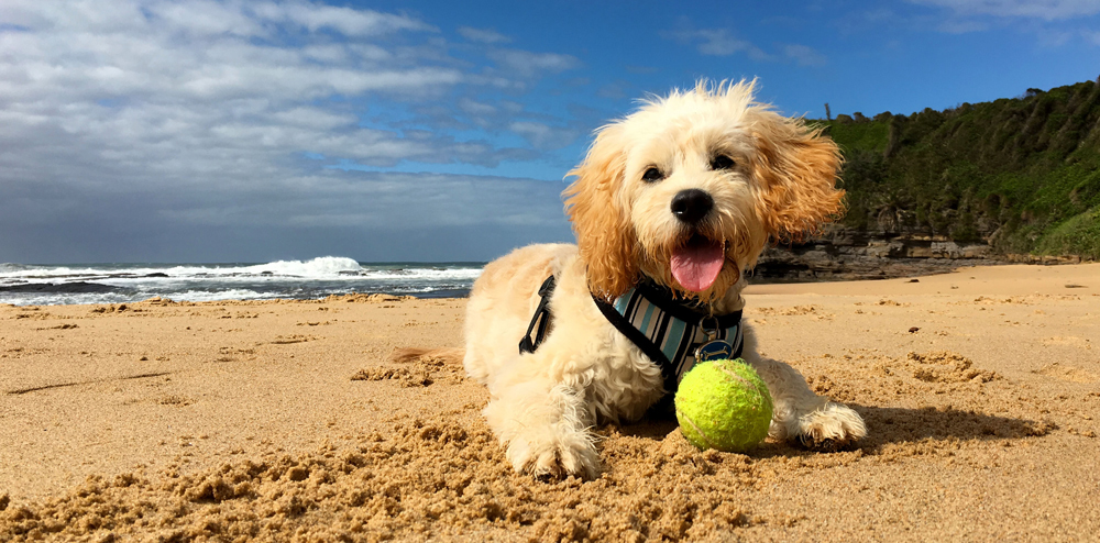 which beaches allow dogs