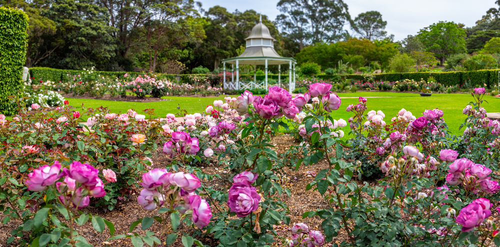 Wollongong Botanic Garden Masterplan now on exhibition