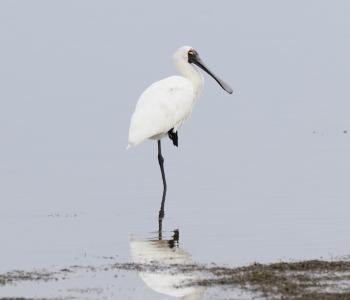 Royal Spoonbill