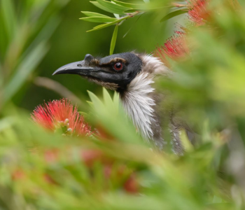 Noisy Friarbird