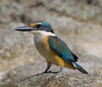 Sacred Kingfisher