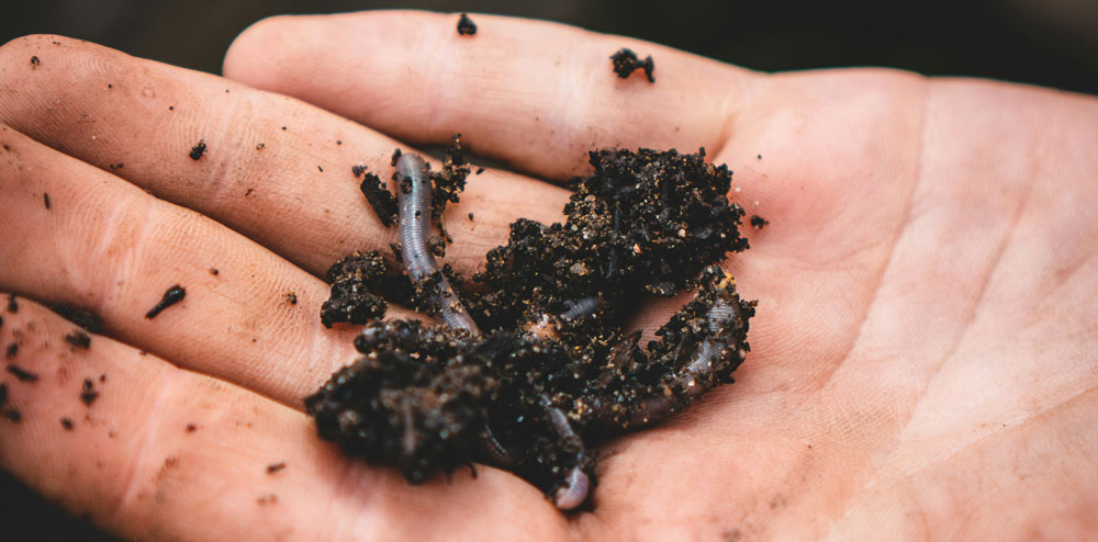 worm farming worm farming, worms in persons hand